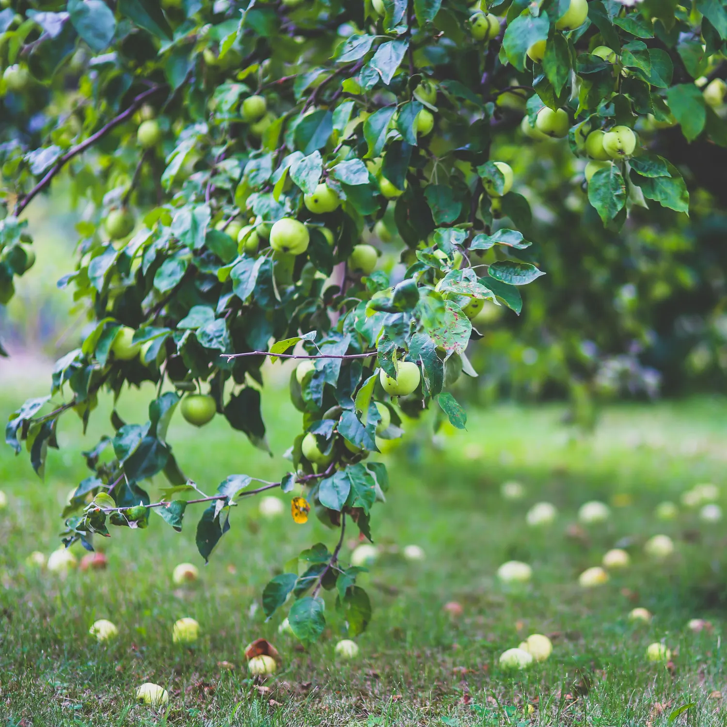 Epic Gardening Apple Orchard Apple Trees 4-Pack Cross-Pollination