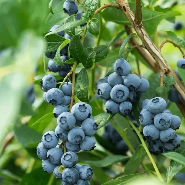 Epic Gardening Bluecrop Blueberry Live Plant