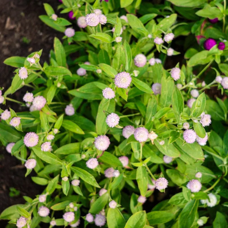 Pinetree Garden Seeds Globe Amaranth Seeds 50 Count Dried