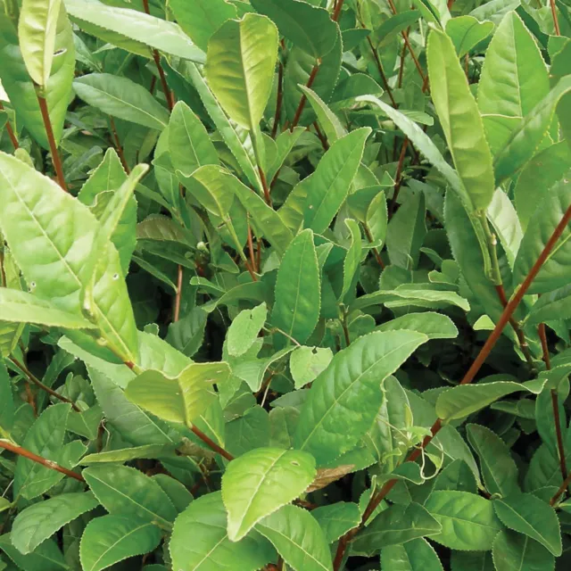 Burpee Camellia Sinensis Tea Plant Green-Black Fall Bloom