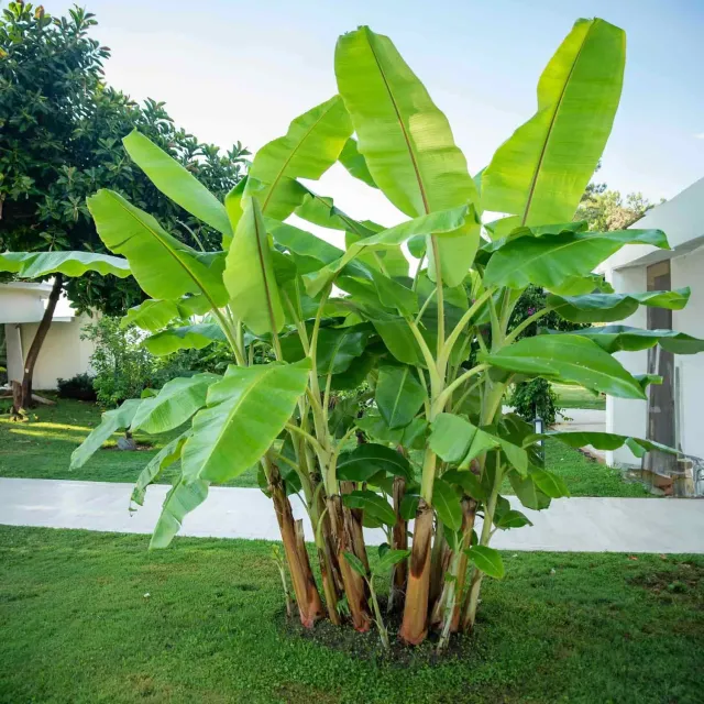 Epic Gardening Cold Hardy Banana Tree Live Plant