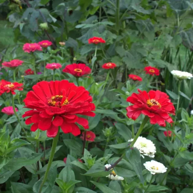 Pinetree Garden Seeds Scarlet Flame Zinnia Seeds 75 Seeds Red