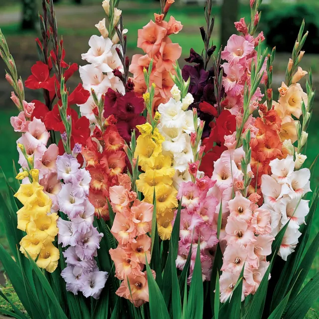 Burpee Butterfly Gladiolus Bulbs