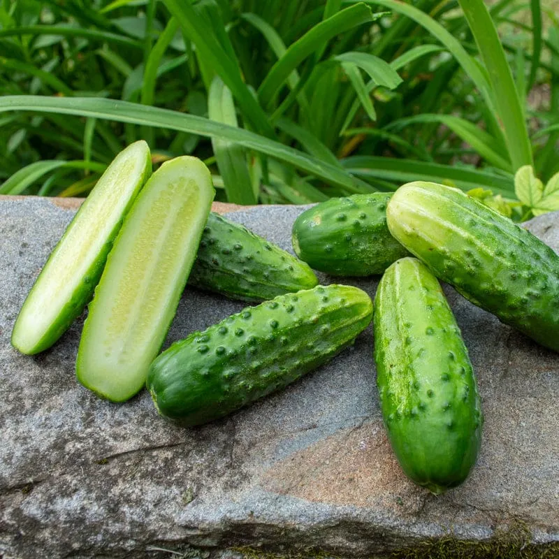 Pinetree Garden Seeds Bushy Cucumber Seeds 20 Seeds Pickling