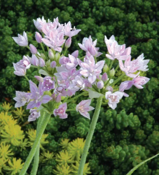 Brent & Becky's Bulbs Allium Unifolium Ornamental Onion Bulbs