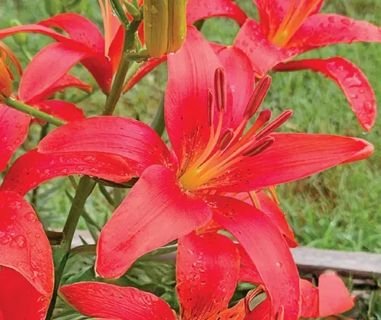 Brent & Becky's Bulbs Lilium Red County (A) lily bulb