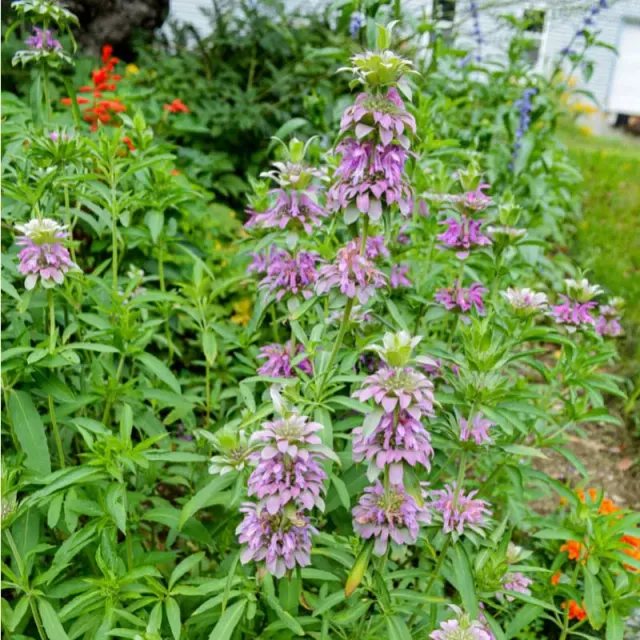 Pinetree Garden Seeds Lemon Mint Monarda Seeds 100 Seeds Bee Plant