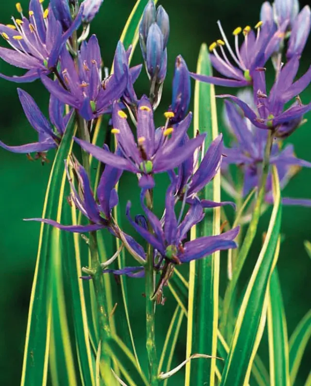 Brent & Becky's Bulbs Camassia Blue Melody Bulbs Starry Spikes