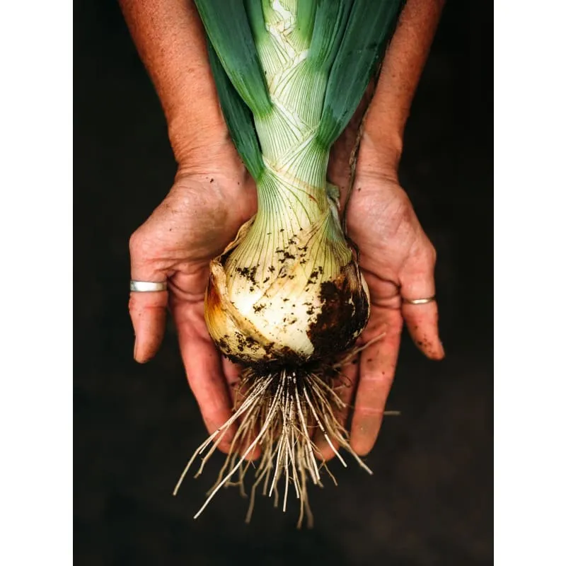 Pinetree Garden Seeds Ailsa Craig Onion Seeds 150-Seeds Heirloom