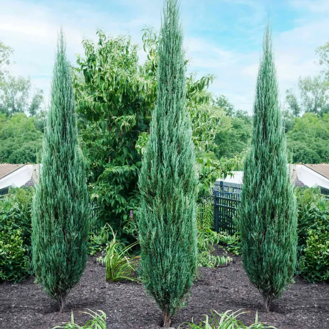 Epic Gardening Blue Arrow Juniper Tree Evergreen